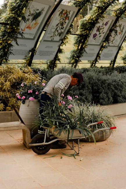 A gardener in casual clothing, including a beige sweater and dark trousers, is bending over a wheelbarrow filled with long, green leafy plants, actively tending to the garden. The setting appears to b