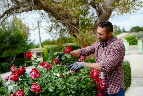 A man with short dark hair, wearing a red and white checkered shirt and grey gardening gloves, is tending to a lush, flowering rose bush in a well-maintained front garden. The garden features a neatly trimmed hedge border, a vibrant green lawn, and a paved pathway alongside the plants. In the background, there is a large tree with spreading branches and a suburban street with houses, power lines, and a bright, slightly overcast sky, suggesting mild weather. The scene emphasizes outdoor gardening activity, with the focus on the healthy, blooming pink roses and the man's careful pruning or inspection, illustrating professional gardening or hedge trimming services in Stratford, suitable for local SEO optimization for landscaping and garden maintenance providers.